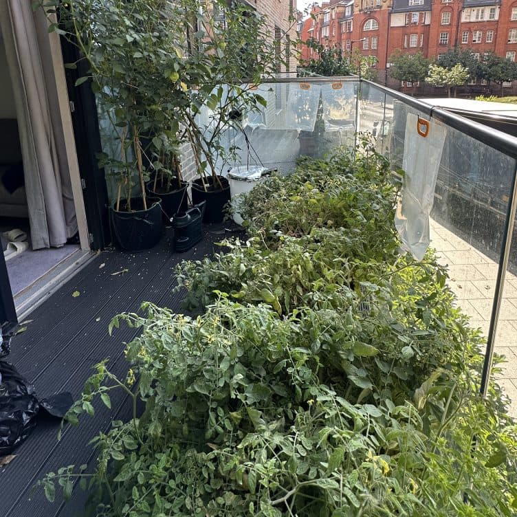 A city balcony crowded with potted tomato plants and climbing greenery, with red-brick flats behind.